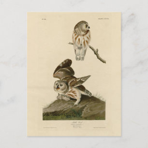 Little Uggla (Saw-whet) Audubon's Birds of America Vykort
