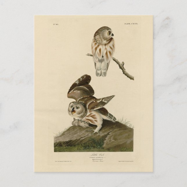 Little Uggla (Saw-whet) Audubon's Birds of America Vykort (Framsida)