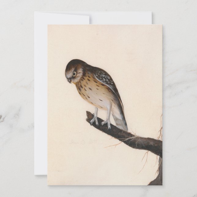 Little Uggla | William Lewin (Framsida)