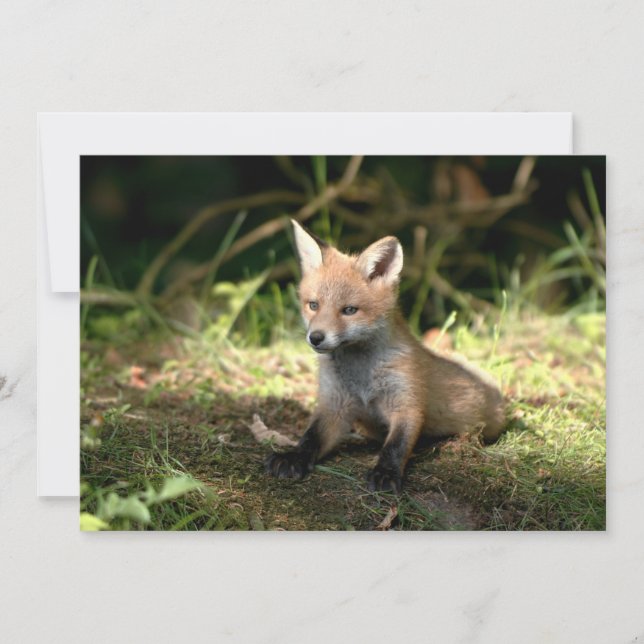 Little Unge Red Fox (Framsida)