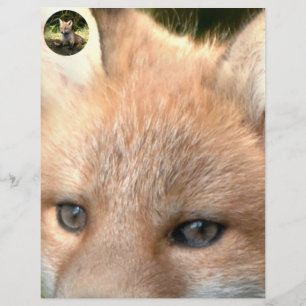 Little Unge Red Fox
