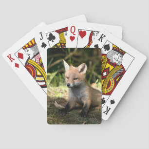 Little Unge Red Fox Casinokort