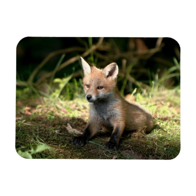 Little Unge Red Fox Magnet (Horisontell)