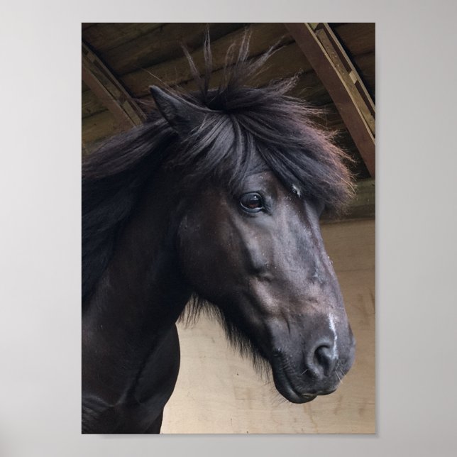 Little Viking Horse - Noble Head Poster (Framsidan)