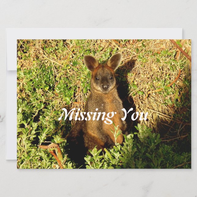 Little Wallaby (Framsida)