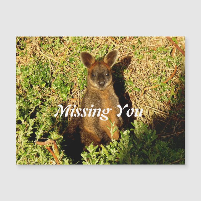 Little Wallaby (Framsida)