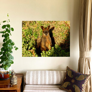 Little Wallaby Fototryck