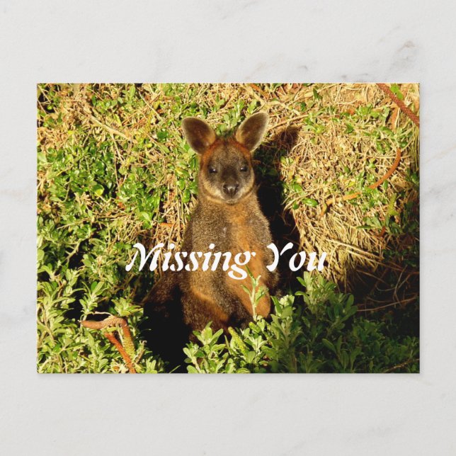 Little Wallaby Vykort (Framsida)