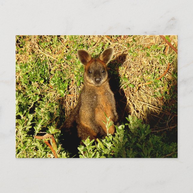 Little Wallaby Vykort (Framsida)