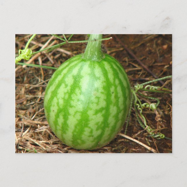 Little Watermelon Vykort (Framsida)