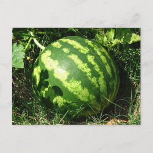 Little Watermelon Vykort