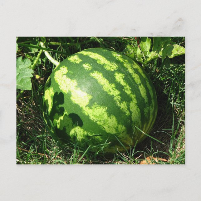 Little Watermelon Vykort (Framsida)