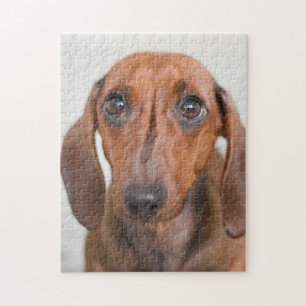 Little Weiner Hund Pussel