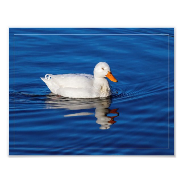 Little White Anka i Rippled Vatten Fototryck (Framsidan)