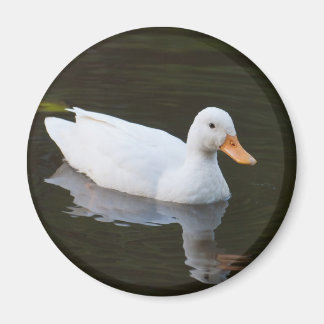 Little White Anka Magnet