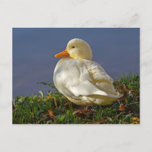 Little White Anka Vykort