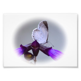 Little White Butterfly Fototryck