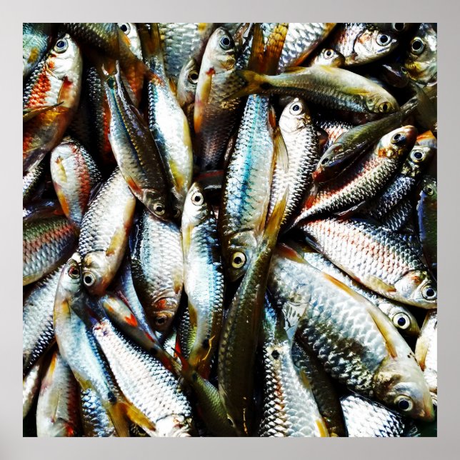 Little White Fish Poster (Framsidan)