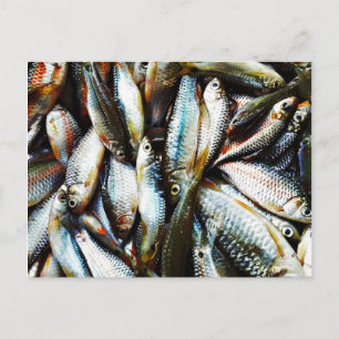 Little White Fish Vykort
