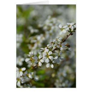 Little White Flowers Hälsningskort