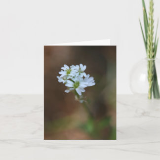 Little White Flowers Notecard Kort