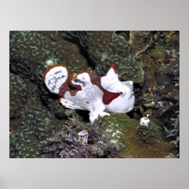 Little White Frogfish Poster (Framsidan)