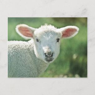 Little White Lamb Vykort