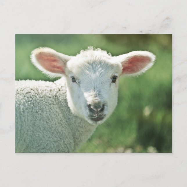 Little White Lamb Vykort (Framsida)