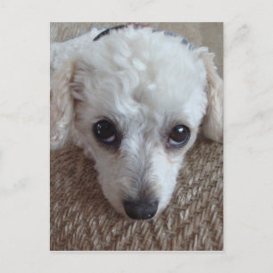 Little White Tekopp Pudel Hund Vykort