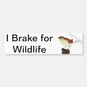 Little Wren Bildekal