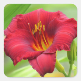Little Zinger - Daylily Square Sticker Fyrkantigt Klistermärke
