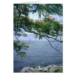 LittleBayParkBayside 001 Hälsningskort