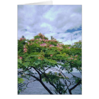 LittleBayParkmimosatree 001 Hälsningskort