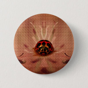 LittleLadyBug Knapp