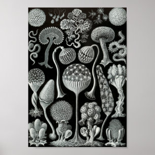 Liv 11" för Ernst Haeckel konsthav x 8,5 Poster