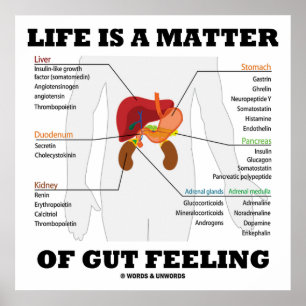 Liv är en materia av den känsliga Anatomical Poster