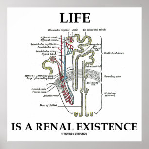 Liv är en Renal existens (njure Nephron) Poster