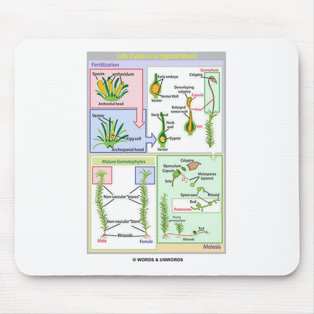 Liv cyklar av en typisk Moss (Bryophyte) Musmatta (Framsidan)