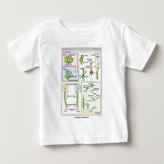 Liv cyklar av en typisk Moss (Bryophyte) T-shirt (Framsida)