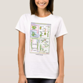 Liv cyklar av en typisk Moss (Bryophyte) Tee