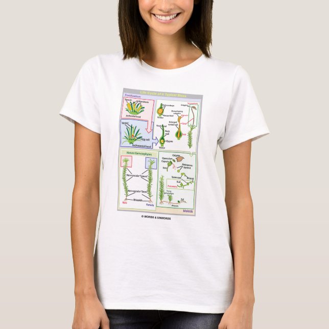 Liv cyklar av en typisk Moss (Bryophyte) Tee (Framsida)