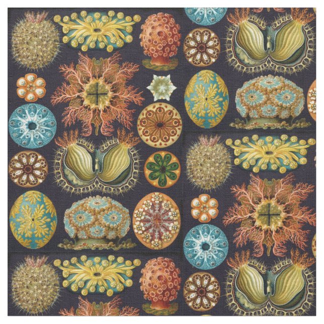 Liv för Ernst Haeckels Ascidiae hav Tyg (Närbild)