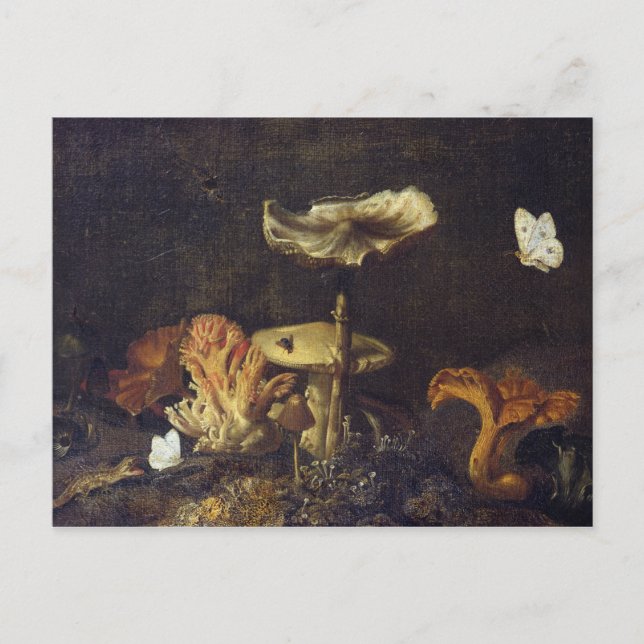 Liv med svampar och fjärilar vykort (Framsida)