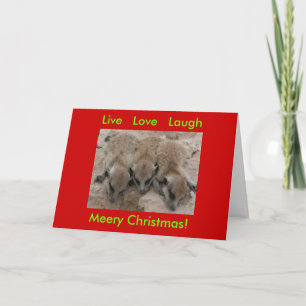Live Kärlek Laugh - Meerkat Helgdagars Card Helgkort