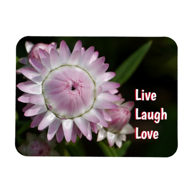 Live Laugh Kärlek Daisy Magnet (Horisontell)