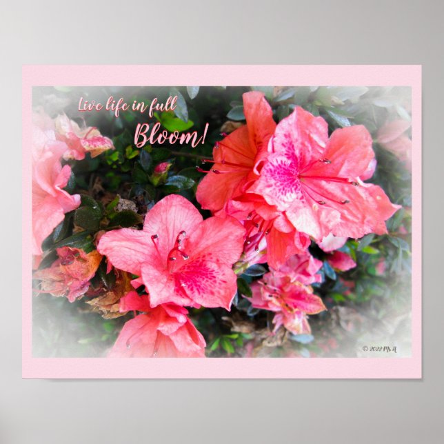 Live Life i Fullt Bloom Blommigt Azaleas Poster (Framsidan)
