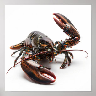 Live Lobster Poster