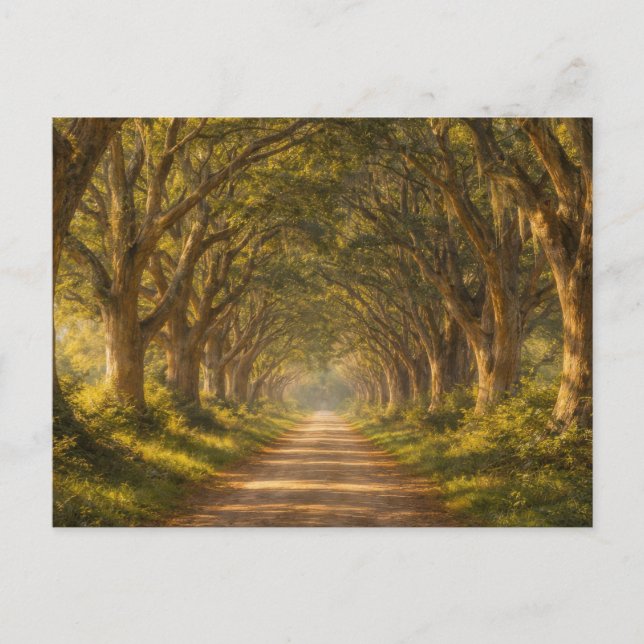 Live Oak Path | Landscape | Postcard Vykort (Framsida)