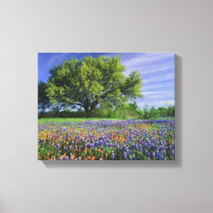 Live Oak & Texas Paintbrush, och Texas Canvastryck