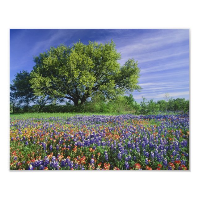 Live Oak & Texas Paintbrush och Texas Fototryck (Framsidan)
